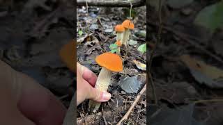 ASMR mushroom picking Leccinum piceinum [upl. by Naleek]