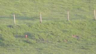 Long range daylight fox shooting 670 yards [upl. by Elset]