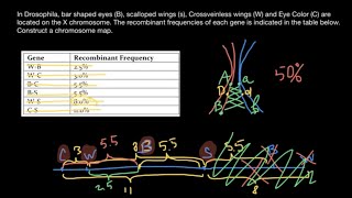 How gene mapping works [upl. by Elleined877]