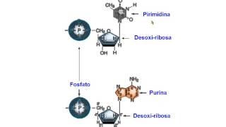 nucleotidos [upl. by Ahsiela]