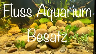 Teil 3 Besatz für das Flussaquarium aquaristik [upl. by Eilah550]