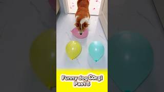 Funny Dog Corgi  past 5 dog corgi funny pets dogshorts cutedog cute animals shorts [upl. by Olraced]