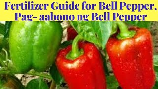 PAGAABONO NG BELL PEPPER Atsal Fertilizer Guide for Bell Pepper [upl. by Airdni]