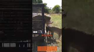 Defying Danger How Kevin Richardson Became the Lion Whisperer animals nature shorts [upl. by Felisha335]