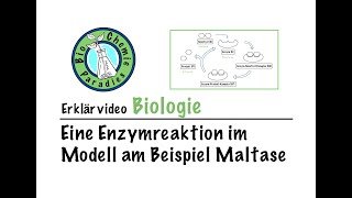 Erklärvideo Biologie – Eine Enzymreaktion im Modell am Beispiel Maltase [upl. by Gnil]