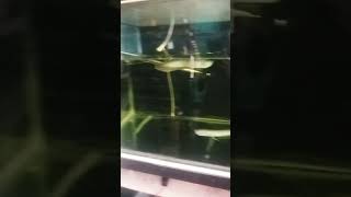 Baby Arowana fish [upl. by Oam]