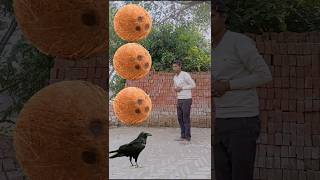 parrot pingen crow peacockshortsfeed vairalvideoshortsfeed shorts trending [upl. by Yuh443]