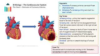 The Cardiovascular System IB Biology SLHL [upl. by Lenni]