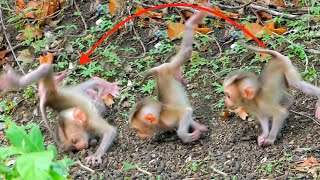 Cute baby monkey 2024 walking fails during finding food [upl. by Aeneg175]