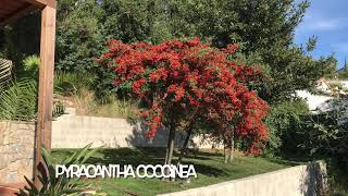 Pyracantha coccinea [upl. by Huntington]