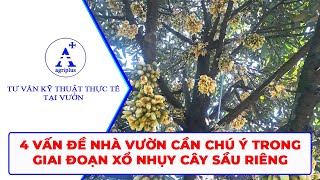 4 vấn đề nhà vườn cần chú ý trong giai đoạn xổ nhuỵ cây sầu riêng [upl. by Chavez]