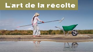 La Récolte de la Fleur de sel de Guérande [upl. by Clerissa]