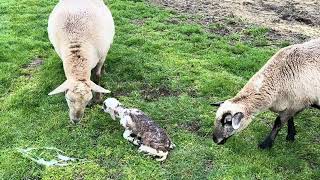 Katahdin sheep has triplets Birthing video  lambing [upl. by Heda240]