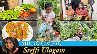 Milagai Vlog in Tamil  Harvesting Chilli from Garden  Steffi Ulagam [upl. by Engen293]