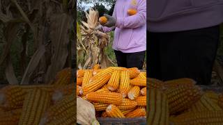 cornharvesting asmr rurallife cornasmr harvestingcorn farmingsounds peacefullife [upl. by Ahcropal424]