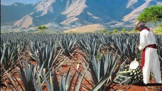 The process of Tequila [upl. by Eiznikam765]