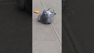 One legged pigeon barbican birdcare birdfeeding [upl. by Ahsyt]