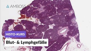 Histologie von Blutgefäßen und Lymphgefäßen  Mikroskopische Anatomie  AMBOSS Video [upl. by Mikihisa]