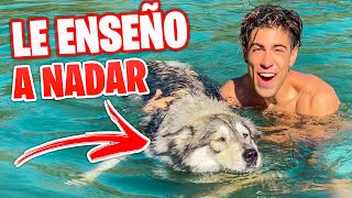 MI PERRITA HELA APRENDE A NADAR EN LA PISCINA [upl. by Burbank]