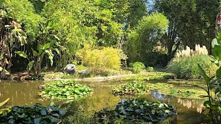 Lily Ponds and Meadow at the Huntington Library  San Marino  October 3 2024 [upl. by Howlyn671]