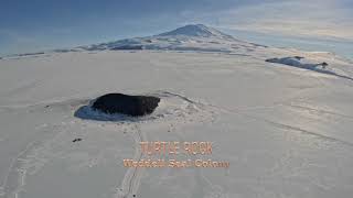 Turtle Rock Island Weddell Seal Pupping Colony [upl. by Aketal654]