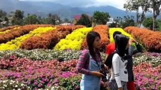 Mengintip Kebun Bunga Brastagi CantiK Dan Indah SlideSwow [upl. by Harneen866]