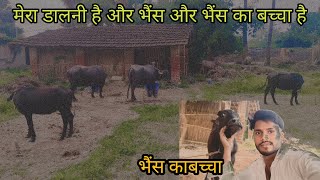 Aaj Mera dalane mein Sara Janwar hai  मेरा डालनी में सारा गाय भैंस है [upl. by Zonda]