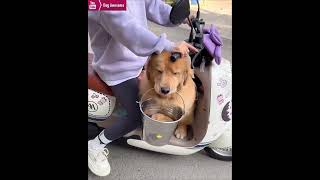 The golden retriever goes out with his puppy and owner😂 [upl. by Wanyen]