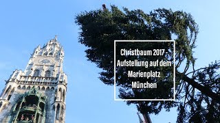 Christbaum 2017 Aufstellung auf dem Münchner Marienplatz  Ankunft am Morgen [upl. by Ranna]