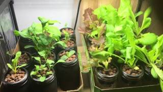 How To Treat Aphids Infestation Hydroponic Indoor Garden [upl. by Harod853]