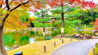 4K Japan Walk  Beautiful Japanese Garden in Nagoya Tokugawaen  Koi Fish  Nagoya Winter 2020 [upl. by Thibaut]