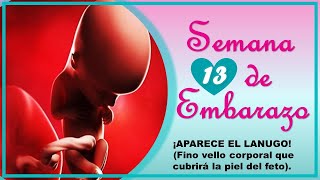 ❤️ SEMANA 13 DE EMBARAZO🤰 ❤️ ⏩ EMBARAZO SEMANA A SEMANA ⏩ Desarrollo y Evolucion del Bebe 👶🏻 [upl. by Cath]