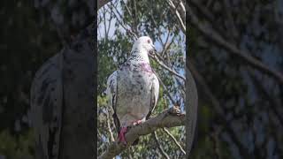 La paloma blanca y gris Campbelltown Australia [upl. by Taryne]