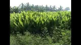 Taking Roots Sustainable Agriculture in India [upl. by Darbee]