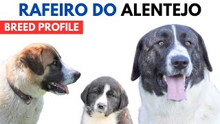 Rafeiro do Alentejo Breed Profile History  Price Traits  Alentejo Mastiff Grooming Needs Lifespan [upl. by Ketchum]