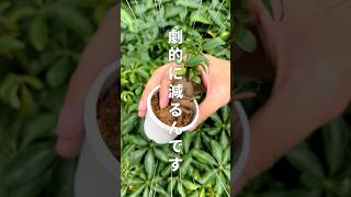 【観葉植物のコバエ対策】更にオシャレに植え替え植物大好き 植物好きな人と繋がりたい 植物のある暮らし 観葉植物 植物 植え替え [upl. by Kurland]