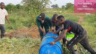 How to make maize and surface silage by hamiisi semanda 256773343283 [upl. by Meredith]