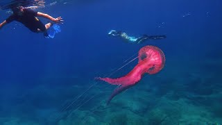 Kornati Croatia freediving 2024 [upl. by Clymer]