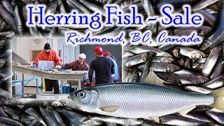 Herring Sale  Richmond BC Canada 2020 [upl. by Canning]