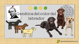 🐶 La genética del COLOR del labrador 🐾 [upl. by Iamhaj]