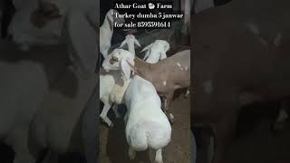 Athar alvi Goat Farm Turki dumba 5 janwar for sale 8595591614 [upl. by Ahsinet]