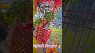 Tulsi Vivah ❤️ shortsfeed tulsi hindufestival ytshorts panditpardeepmishrasehorewale shorts [upl. by Anuahsal]