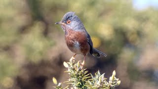 Dartford Warblers on a Dorset heath [upl. by Howarth]