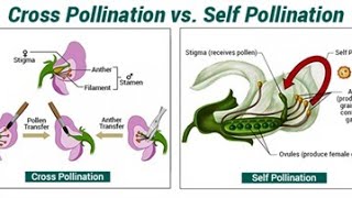 ADAPTATION FOR SELF AND CROSS POLLINATION I POLLINATION FERTILIZATION DEVELOPMENT BIOLOGY CLASS 12 [upl. by Socem]