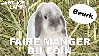 Astuce Lapin Comment faire manger du foin [upl. by Aisaim]