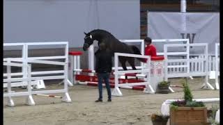 Vialli de Kalvarie  Westphalian Stallion Approval [upl. by Steffi]