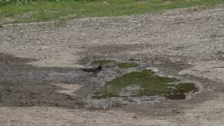 Sarat gyűjtő fecskék  Mud collecting Martins and Swallows Hungary  Fony 20130506 [upl. by Nehte]