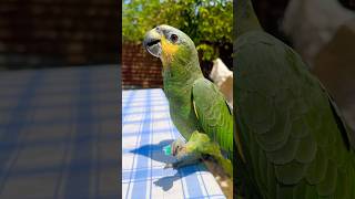 Parangaricutirimícuaro jajaja 🤣 funny comedy catlover humor loros parrot [upl. by Aramot]