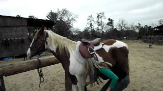 How to put an English Saddle on a Horse by SaddleOnlinecom [upl. by Ennaimaj]