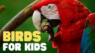 Birds for Kids  Learn all about Birds in this fun introduction to these great animals [upl. by Adnorahs]